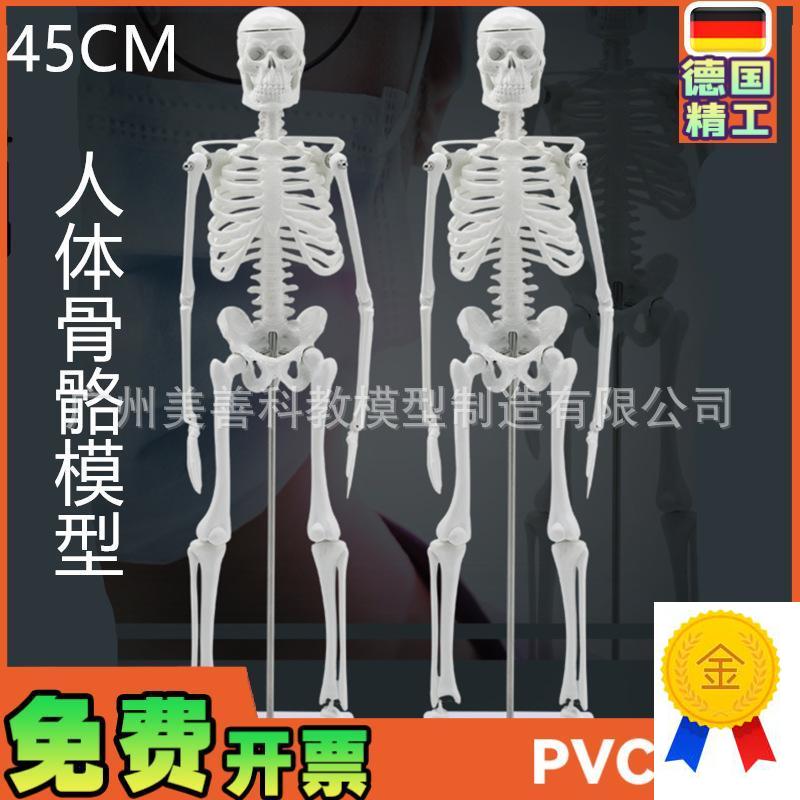 人骨架标本模型人体骨骼模型45CM关节可活动R教学有支架骷髅骨架