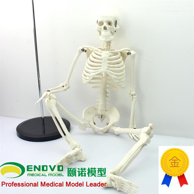 颐诺正品美术f艺用医用标准85CM人体骨骼模型骨骼骨架教学模型玩