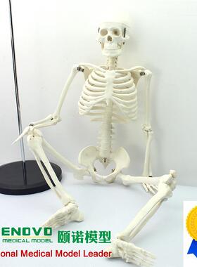 颐诺正品美术f艺用医用标准85CM人体骨骼模型骨骼骨架教学模型玩