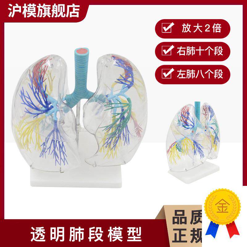 沪模HM/XC330透明肺段模型肺部解剖B示教人体解剖学气管教具支气