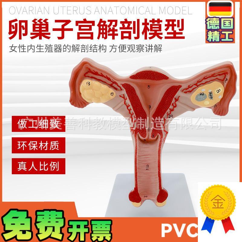 双侧卵巢子宫模型人体女性生殖z子宫解剖阴道卵巢教学妇科生殖科