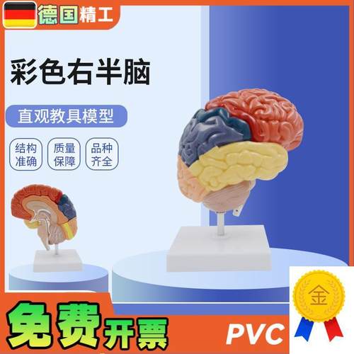 德国】PNT-0612H人体右半脑功能区模型K脑解剖医用教学大脑模型彩