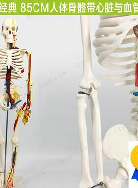 85cm人体骨骼模型带心脏血管神经可拆卸骨架医用教学Y标本小针刀