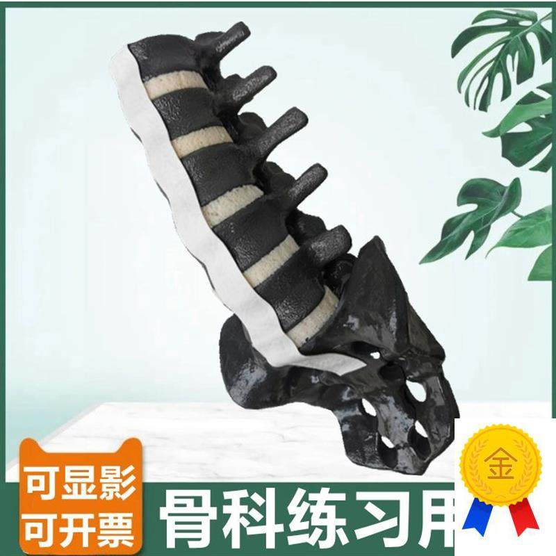 人体腰椎模型仿真骨可显影胸w椎颈椎椎间盘神经临床骨科医生用操