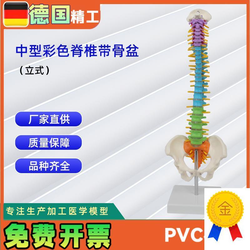 中型彩色脊椎带骨盆立式45CM脊椎N颈椎骨骼模型推拿骨科