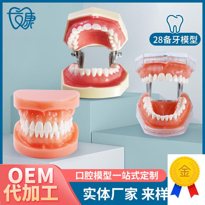 牙科全口可拆卸备牙模型软牙龈模型练习牙齿模W型送螺丝螺刀