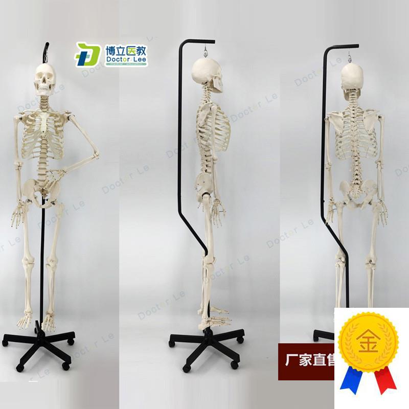 1比1真人仿真大q小骨架模型人体骨骼医用推拿针灸
