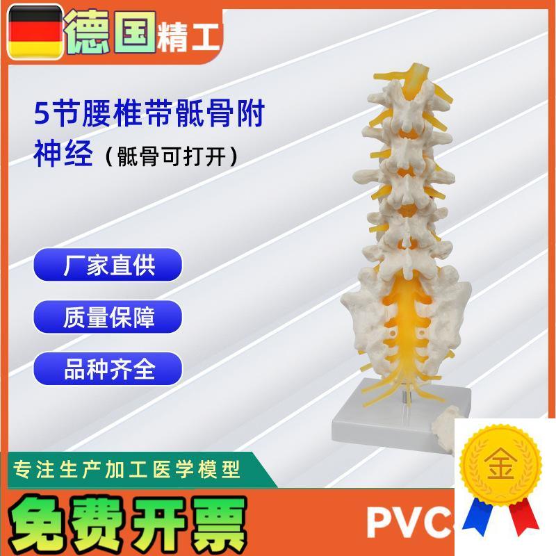 5节腰椎带骶骨可打开模型()人S体教学讲解模型