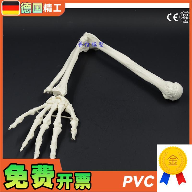 德国】人体d骨骼上肢骨成人手臂肱骨尺桡骨1比1手骨模型可弯曲