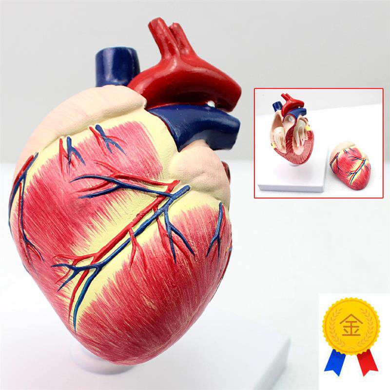 ENOVO颐诺医学畜牧学狗心脏模D狗解剖器官兽动物解剖宠物模型