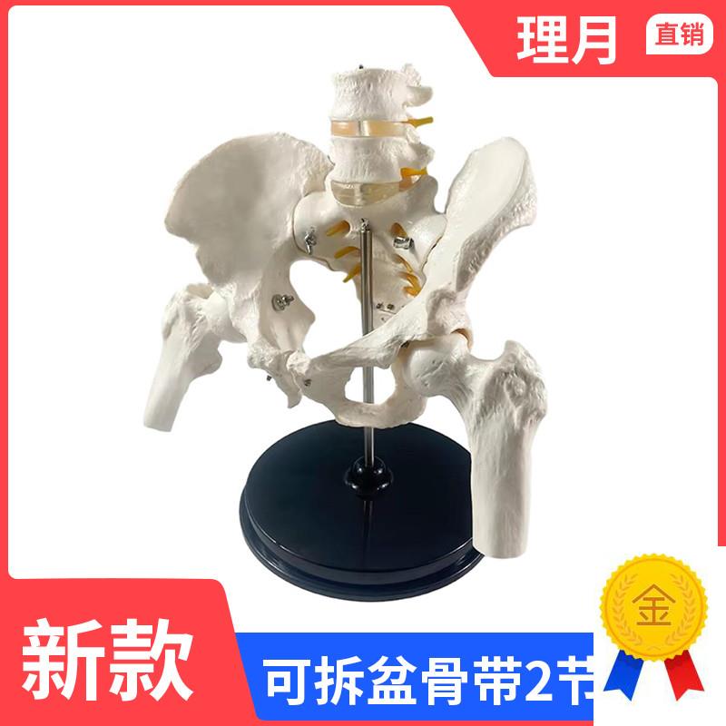 人体两节腰椎带骨盆腿骨模型脊柱脊椎正K脊柱模型真人大小可拆卸