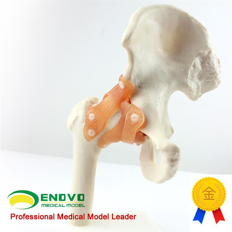 ENOVO颐诺人体髋关节股关节模型人体骨骼模型运动骨骨Y科科髋关节