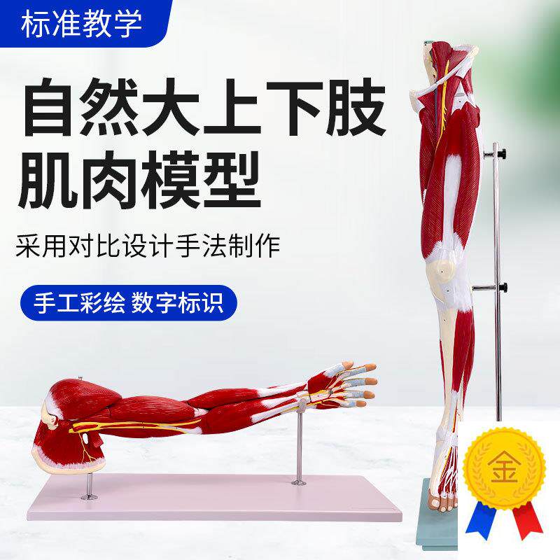上肢手臂肌肉解剖下肢腿肢肌肉B附血管神经模型人体肌肉构造模型