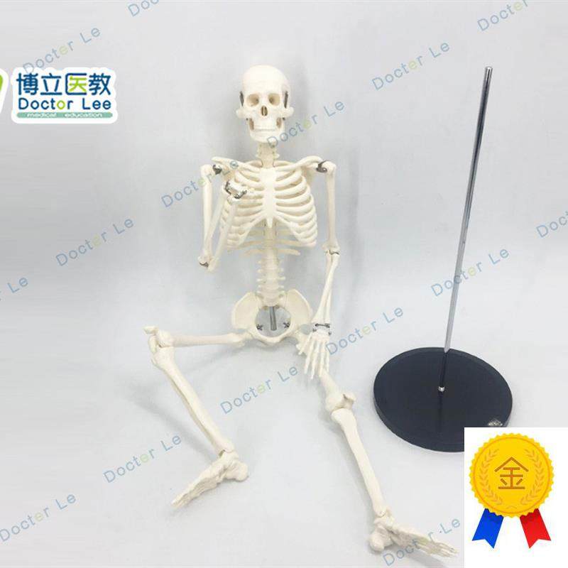 可活动骨架d标肌肉解剖脊椎骷髅小针刀正骨针灸85cm人体骨骼模型