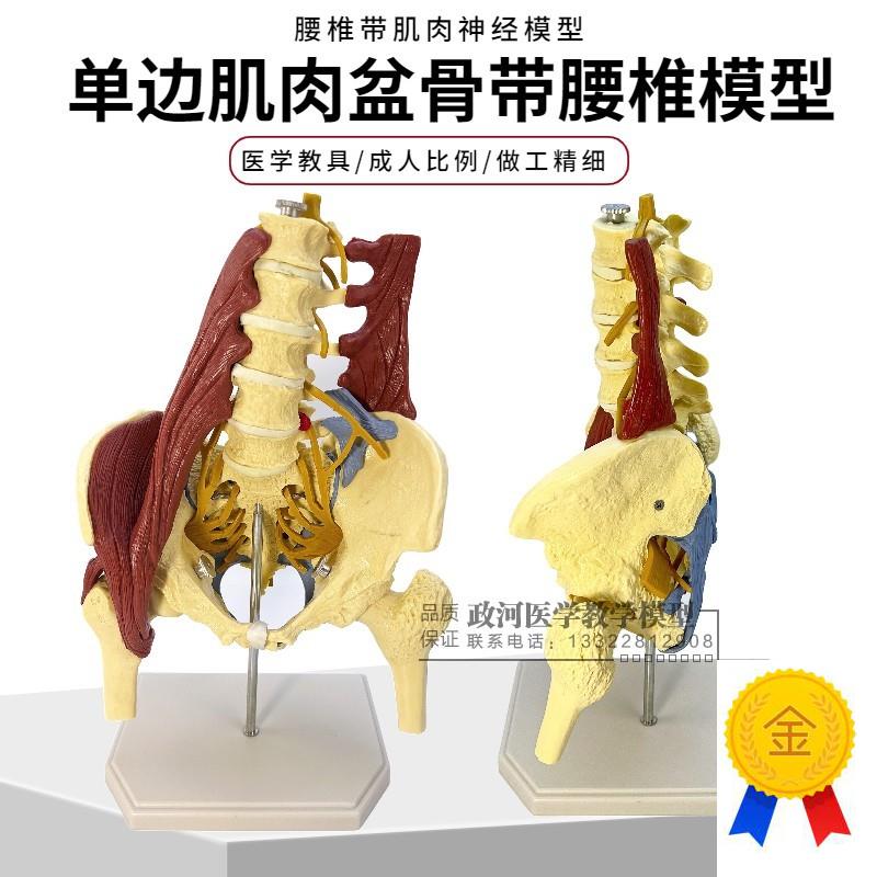 人体腰椎带骨f盆肌肉模型盆骨腰间盘突出产妇盆底肌修复演示教学