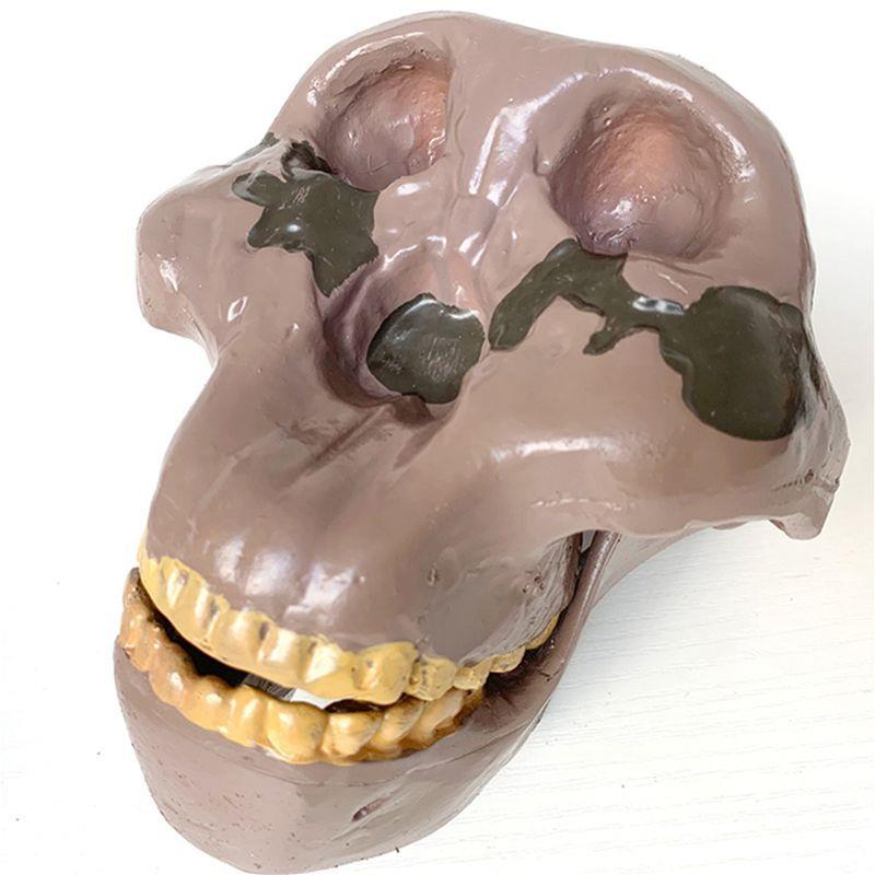 人类头骨模型古代人北q京人骨髅头奥尔都文人古猿颅骨影视科普素