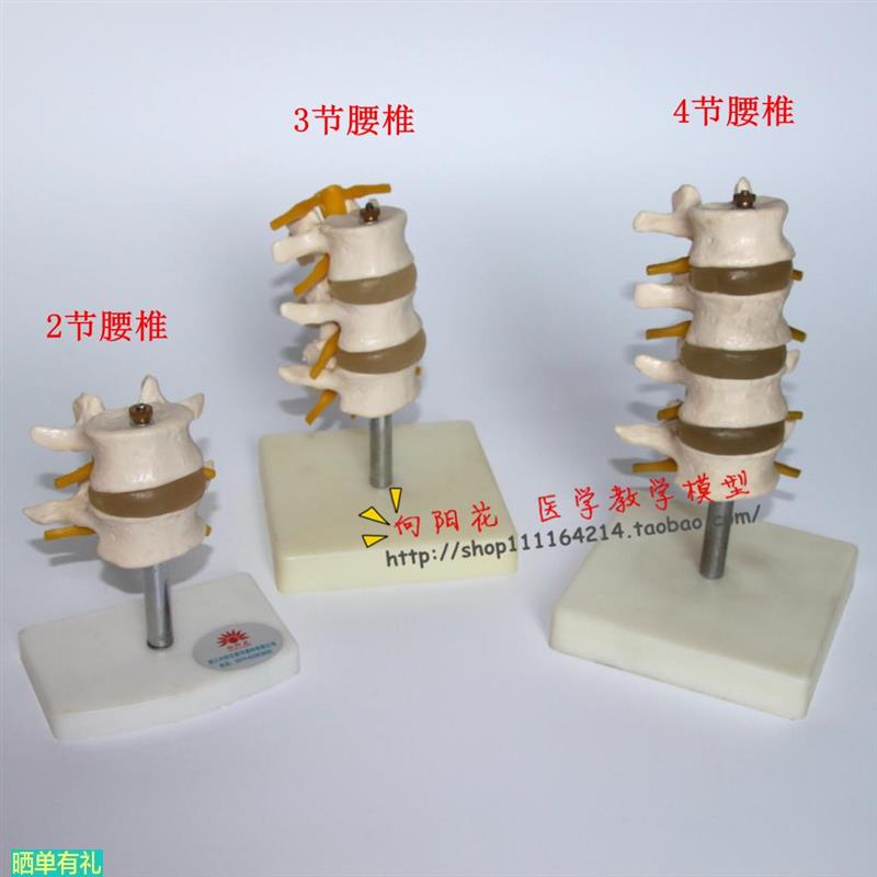 正常腰椎组合(二三四节)模型 人体医学骨骼模型 包邮