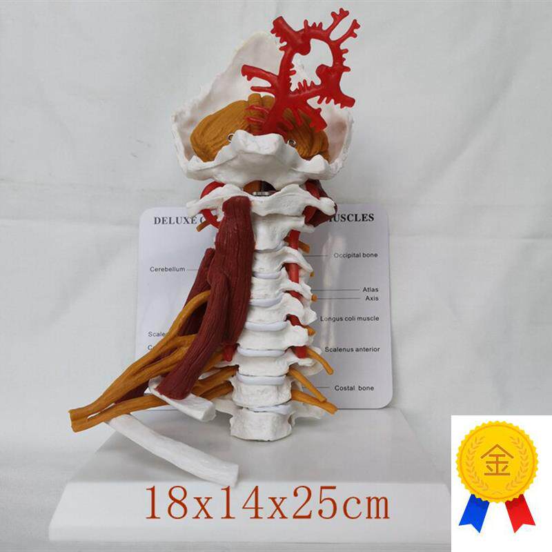 包邮人体颈椎带神经肌肉骨骼模型颈动脉后枕骨教学医.用讲解展示