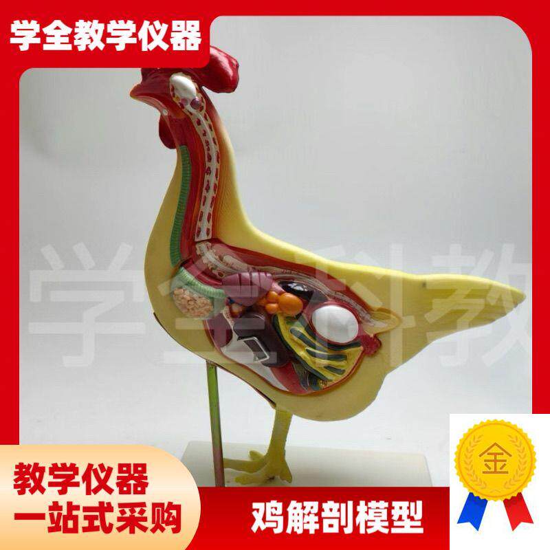 鸡解剖模c型鸡结构模型动物教学解剖模型兽医畜牧教学生物教学教