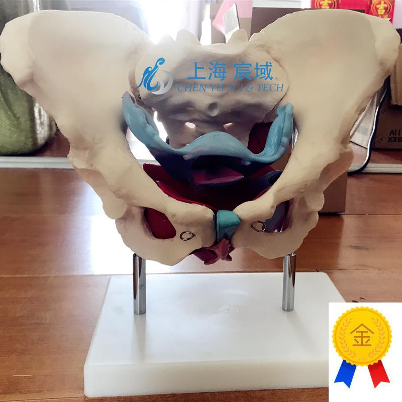 女性假骨盆及盆底肌肉模型人体解剖骨骼医学U教学用训练标本