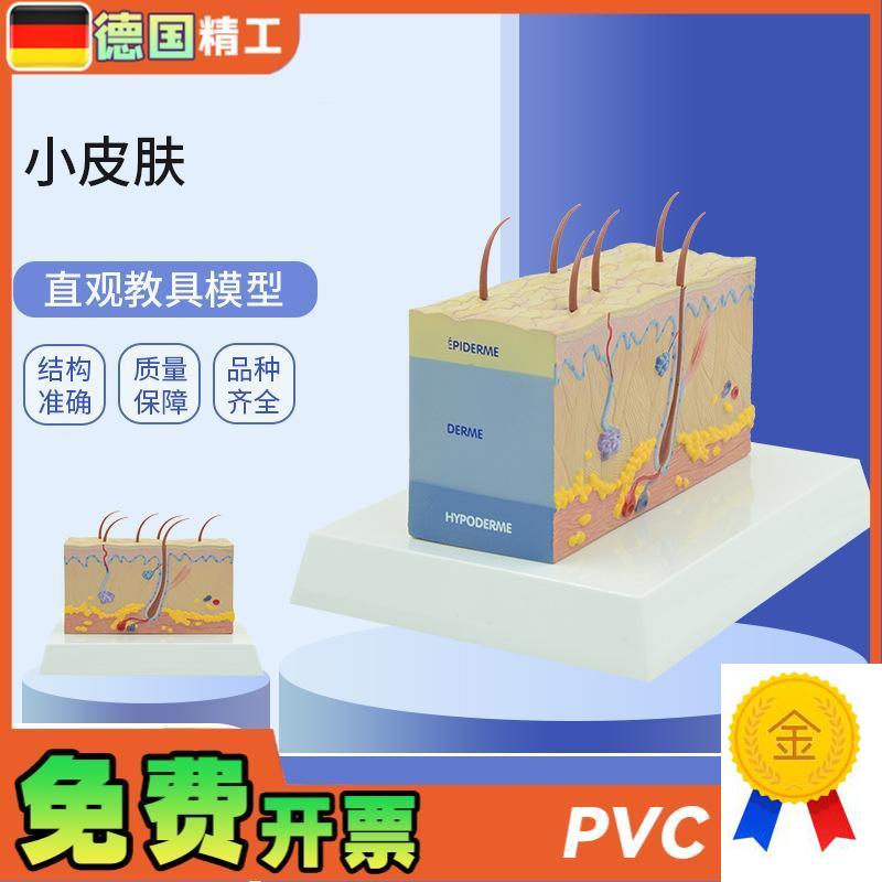 德国】PNT-0557小皮肤模型放大皮肤结构解剖模型I组织层次皮肤构