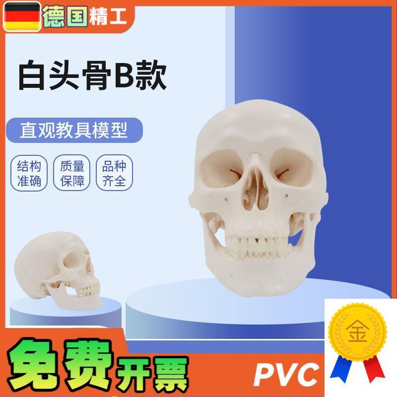 德国】PNTf-0150B白头骨B树脂工艺品1:1骷髅头模型美术骷髅头雕