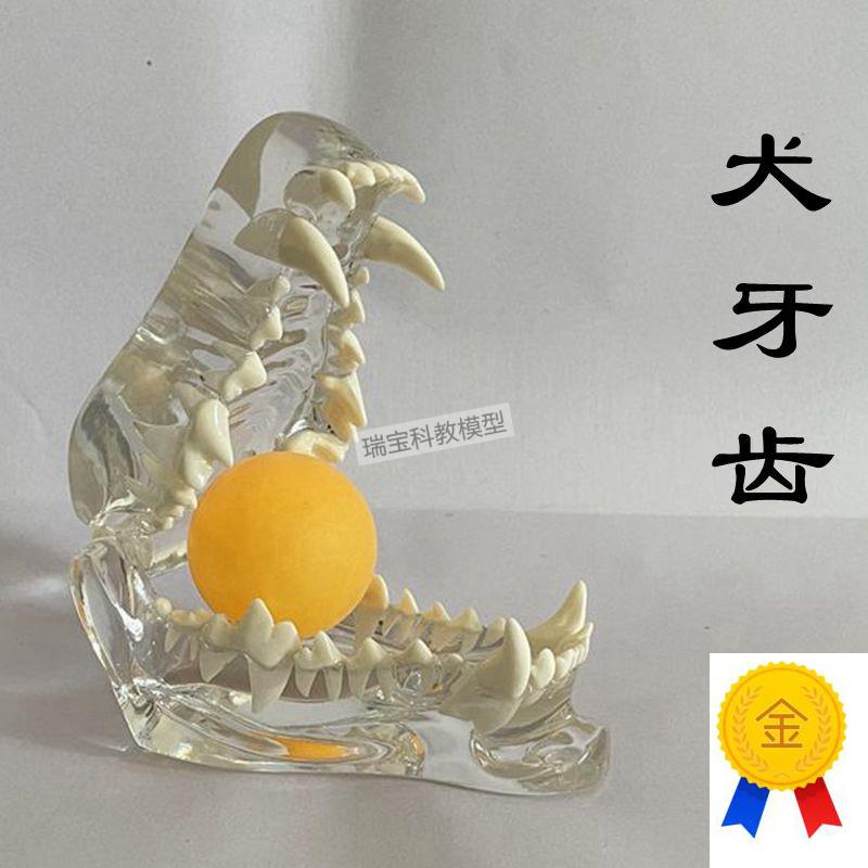狗狗牙齿模型真实倒模透明犬牙A仿真工艺腭头骨动物兽医宠物店摆