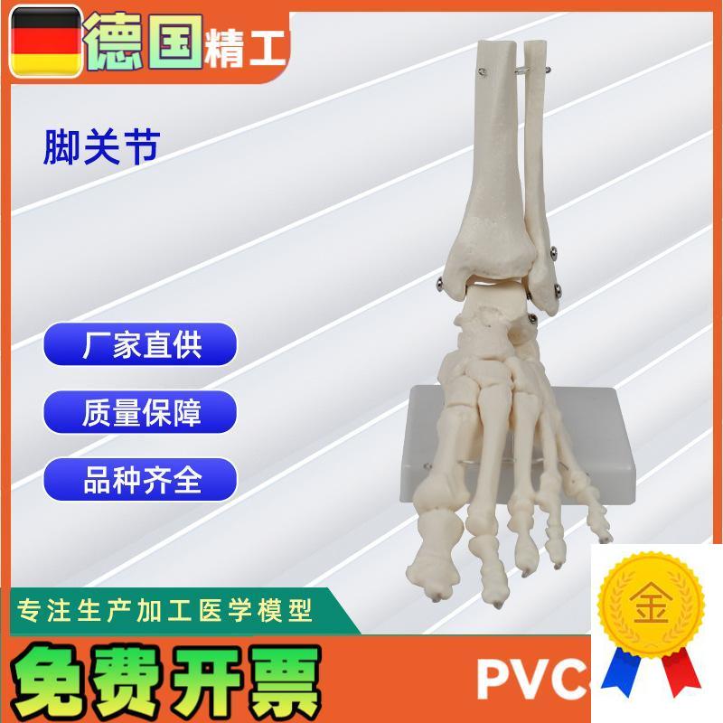 脚骨关节模型人v体骨骼模型工厂直营加工