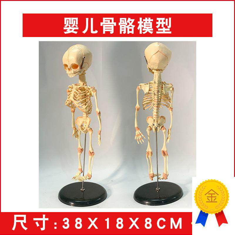 婴儿骷髅模型婴k儿骨骼模型幼儿骨架人骨模型素描人体教学