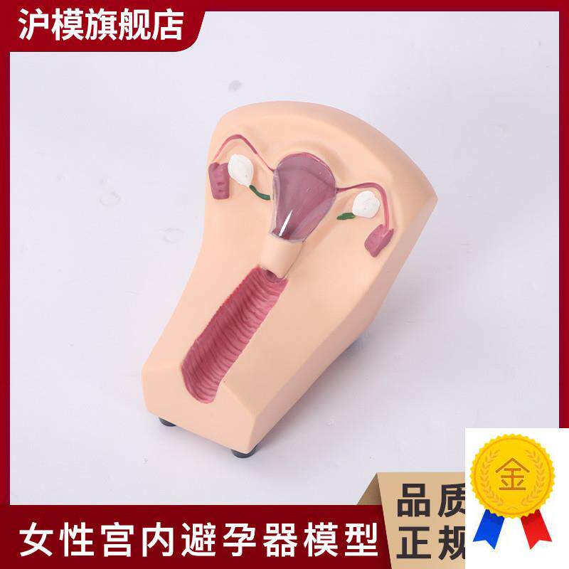 沪模女性避孕练习模型k子宫宫内避孕器及训练教具计划生育教育模