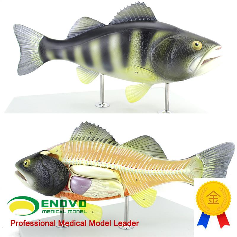 ENOVO正品鱼解剖模型水产养殖专业科学教学实验模V型生物动物模型