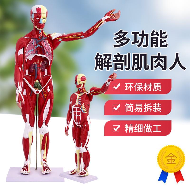 80CM人体全身肌肉模型内脏器官解剖结构L组织可拆卸运动医学教学