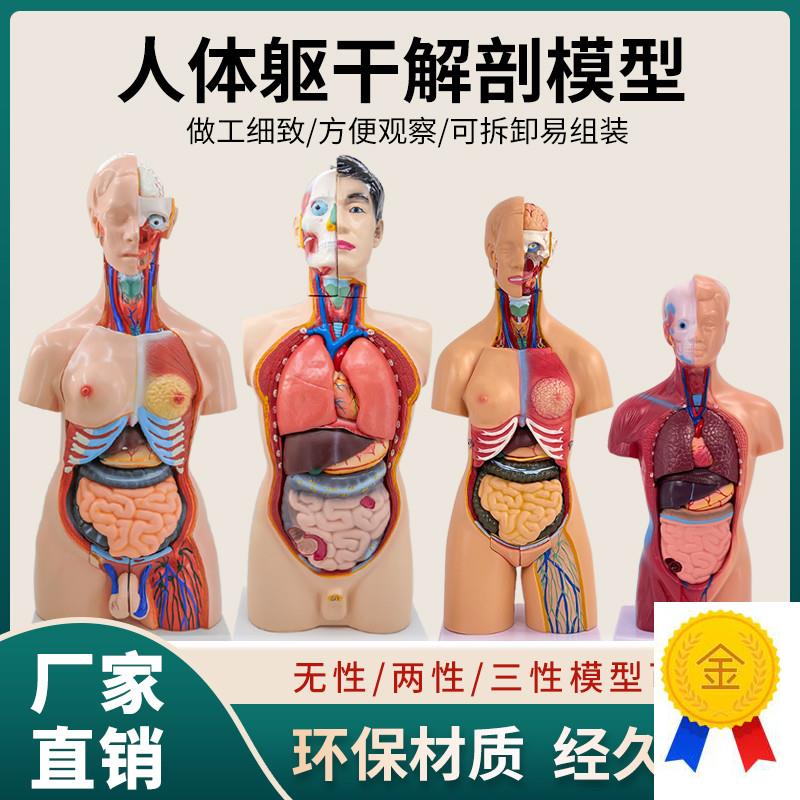 85cm2d8cm人体躯干解剖模型器官可拆卸医学教学心脏内脏模型玩具