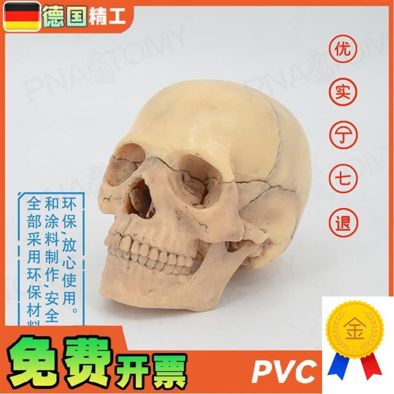 德国】颅骨小骷髅头模型仿t真人头骨原色可拆卸15部件美术临摹素