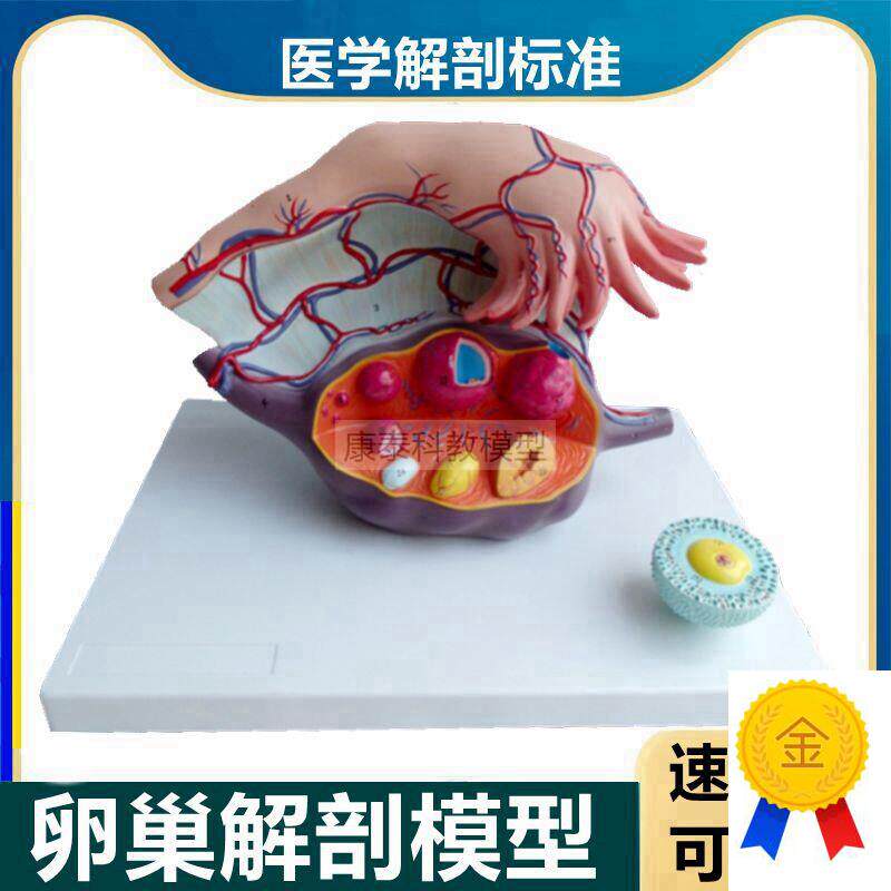 卵巢模型输卵管黄体白体月经周期卵E泡女生殖子宫结构生理功能卵
