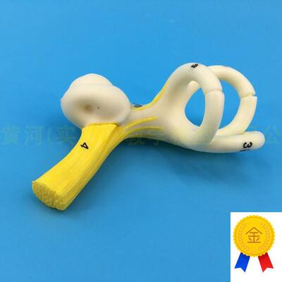 人体耳朵半规管耳蜗半规管解剖G模型内耳耳模型耳迷路模型