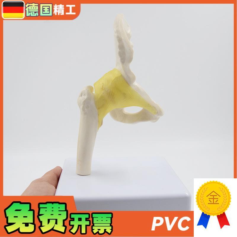德国】小型髋关节l模型康复教学教具韧带骨盆股骨医药促销礼品