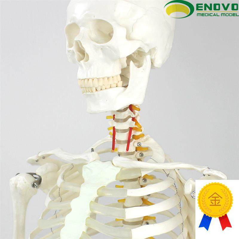 ENOVO颐诺170CM人体骨x骼模型美术医学用脊柱弯曲瑜伽健身
