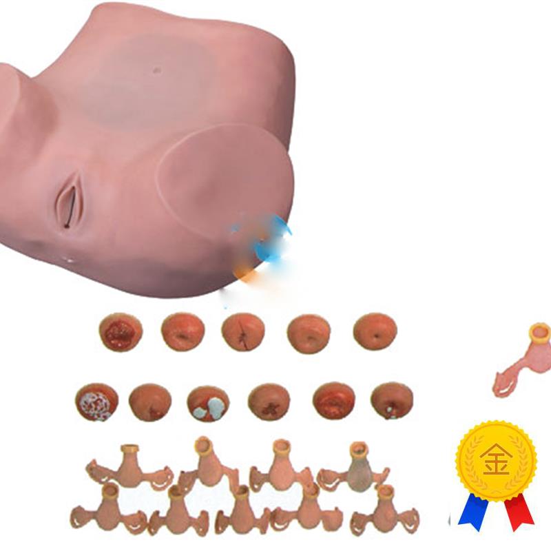 妇科检查训练模型临床计划生育教学训练U练习上环模具