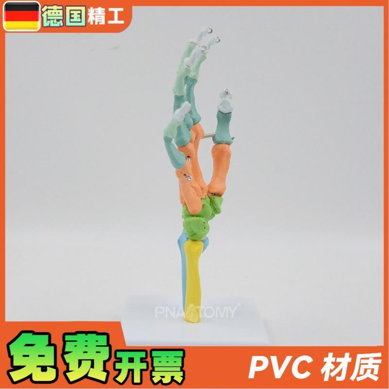 德国】1比c1彩色可弯曲手骨模型人体骨骼解剖腕关节尺骨桡骨写生