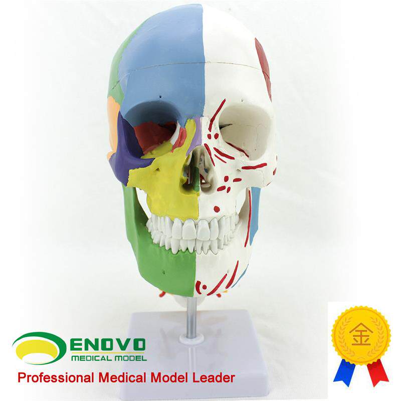 ENOVO颐诺医学用人体头骨模型颅G骨模型头骨分区肌肉模型神经骨