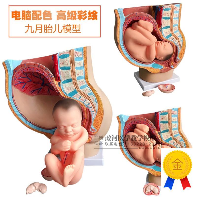 女性矢状解剖模型(部件)骨盆妊E娠九个月胎儿模型分娩直观