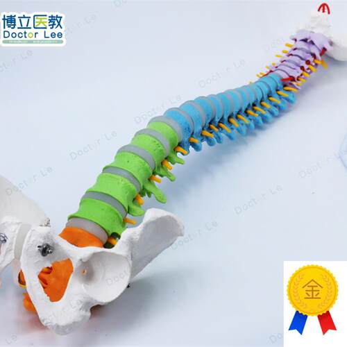 人体脊柱模型1:1正骨脊椎模型颈椎腰椎人体骨骼R模型彩色脊椎模型