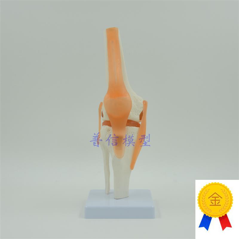 普信功能型膝关节演示t模型骨科骨骼类教用医用膝关节模型