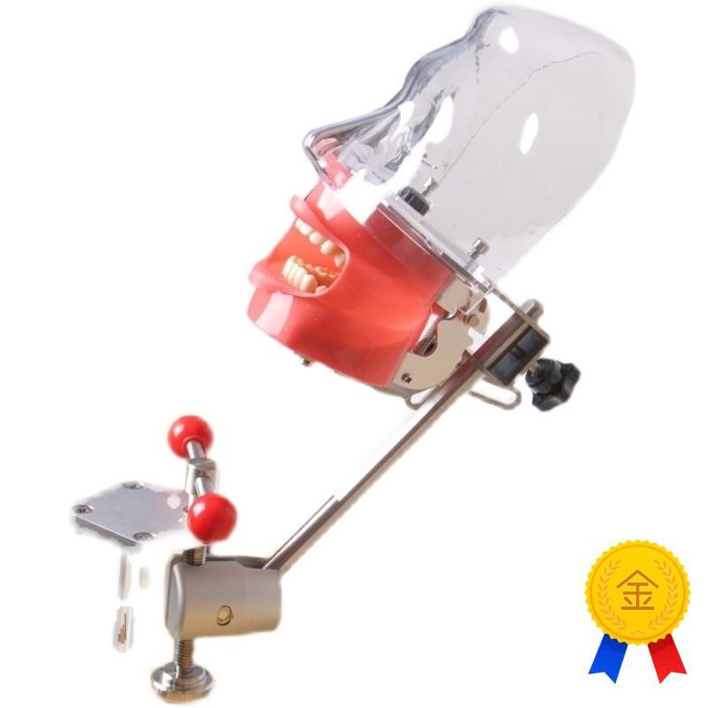 牙科口腔备牙模型器械p工具离体牙备牙种植树脂牙简易仿真头模包