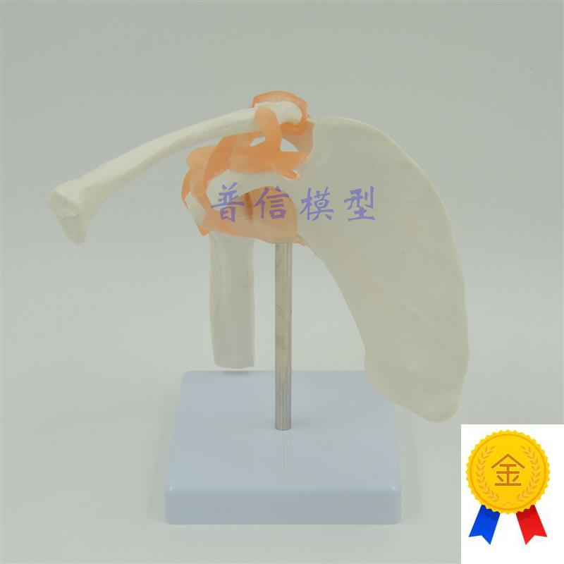 普信功能型肩关节模型教用医用关节模型肩S胛骨模型骨骼模型