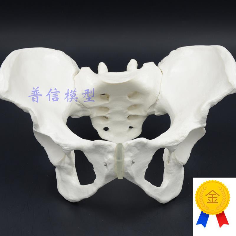 1比1女性骨盆模型髂骨坐骨耻骨演I示模型盆骨医用骨骼模型