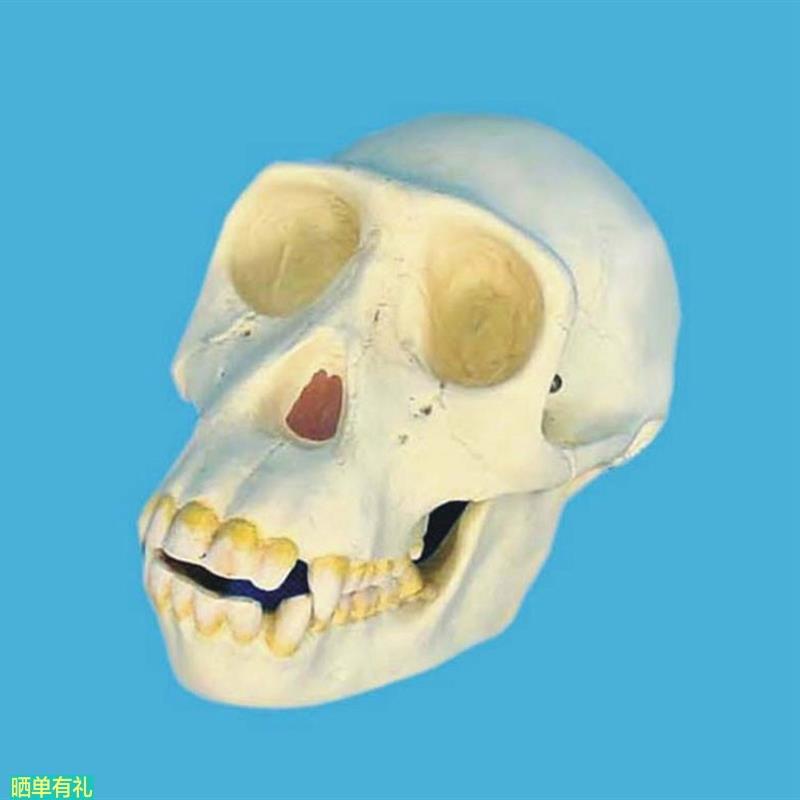 骷髅头 黑猩猩头骨模型  骨骼 骨架 教学模型 医用教具