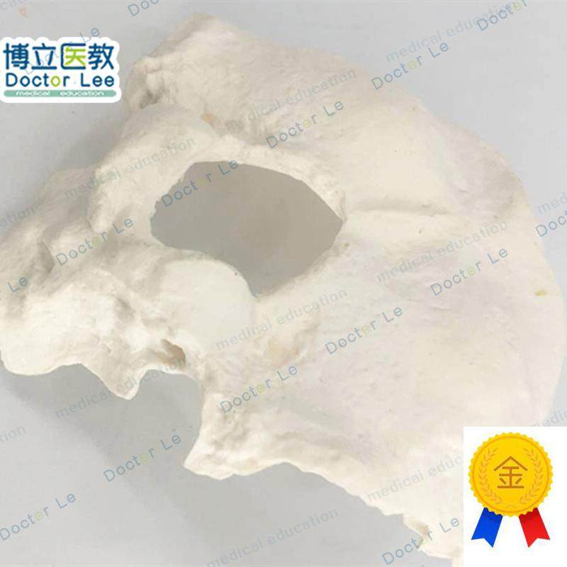 人体枕骨模型真k实标本翻模医学教学模型散骨模型自然大枕