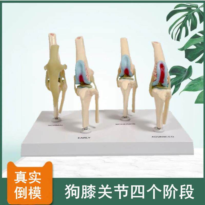 狗膝关节软骨韧带病m理变化膝盖受损兽医药促销动物医生兽医教学